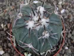 Echinocactus horizonthalonius KMR 21 Huizache 900m, pot 6,5 cm