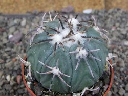 Echinocactus horizonthalonius KMR 21 Huizache 900m, pot 6,5 cm - 12410195