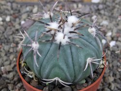 Echinocactus horizonthalonius KMR 21 Huizache 900m, pot 6,5 cm - 12410196