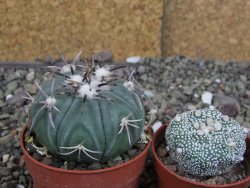 Echinocactus horizonthalonius KMR 21 Huizache 900m, pot 6,5 cm - 12410201