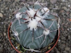 Echinocactus horizonthalonius KMR 21 Huizache 900m, pot 6,5 cm - 12410214