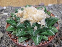 Ariocarpus fissuratus hintonii Matehuala XXL pot 8 cm - 12410226