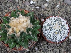 Ariocarpus fissuratus hintonii Matehuala XXL pot 8 cm - 12410229