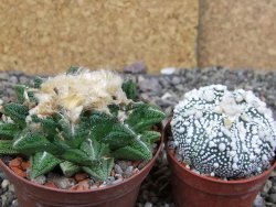 Ariocarpus fissuratus hintonii Matehuala XXL pot 8 cm - 12410230
