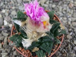 Ariocarpus fissuratus hintonii Matehuala pot 5,5 cm Cites IA - 12410234