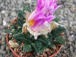 Ariocarpus fissuratus hintonii Matehuala pot 5,5 cm Cites IA - 12410236