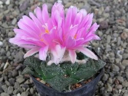 Ariocarpus fissuratus, pot 5,5 cm Cites IA