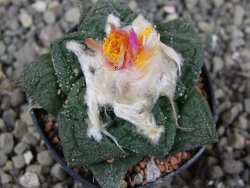 Ariocarpus fissuratus, pot 5,5 cm Cites IA - 12410246