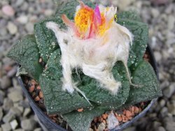 Ariocarpus fissuratus, pot 5,5 cm Cites IA - 12410247