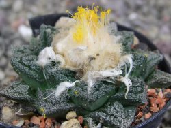 Ariocarpus fissuratus, pot 5,5 cm Cites IA - 12410255