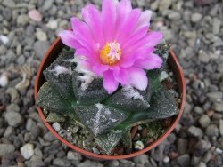 Ariocarpus lloydii pot 5,5 cm