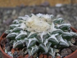 Ariocarpus kotschoubeyanus elephantidens Vista Hermosa pot 6,5 cm - 12410262