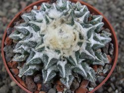 Ariocarpus kotschoubeyanus elephantidens Vista Hermosa pot 6,5 cm - 12410266