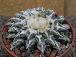 Ariocarpus kotschoubeyanus elephantidens Vista Hermosa pot 6,5 cm - 12410267