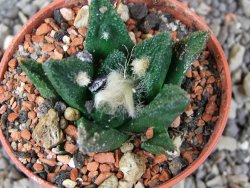 Ariocarpus bravoanus El Ňuňez pot 5,5 cm - 12410271