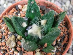 Ariocarpus bravoanus El Ňuňez pot 5,5 cm - 12410272