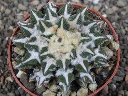 Ariocarpus kotschoubeyanus elephantidens Vista Hermosa pot 6,5 cm - 12410273