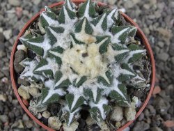 Ariocarpus kotschoubeyanus elephantidens Vista Hermosa pot 6,5 cm - 12410277