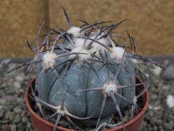 Echinocactus horizonthalonius RS584 km 138 El Hundido, pot 7 cm
