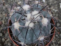 Echinocactus horizonthalonius RS584 km 138 El Hundido, pot 7 cm - 12410298