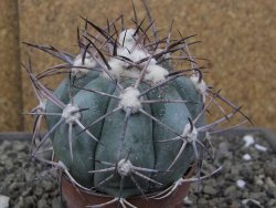 Echinocactus horizonthalonius RS584 km 138 El Hundido, pot 7 cm - 12410301