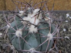 Echinocactus horizonthalonius RS584 km 138 El Hundido, pot 7 cm