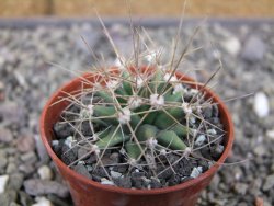 Ferobergia semenáč, pot 5,5 cm