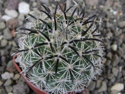 Coryphantha kracikii Diamante, Dur pot 4 cm - 12410309