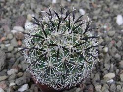 Coryphantha kracikii Diamante, Dur pot 4 cm - 12410313
