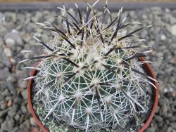 Coryphantha kracikii Diamante, Dur pot 6,5 cm - 12410321