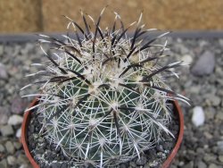 Coryphantha kracikii Diamante, Dur pot 6,5 cm