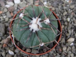 Echinocactus horizonthalonius Tula, Tam. pot 5,5 cm