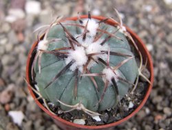 Echinocactus horizonthalonius Tula, Tam. pot 5,5 cm