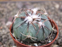 Echinocactus horizonthalonius Tula, Tam. pot 5,5 cm - 12410328