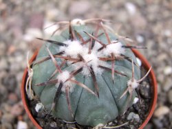 Echinocactus horizonthalonius Tula, Tam. pot 5,5 cm - 12410329