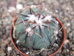 Echinocactus horizonthalonius Tula, Tam. pot 5,5 cm - 12410330