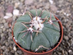 Echinocactus horizonthalonius Tula, Tam. pot 5,5 cm - 12410332