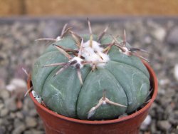 Echinocactus horizonthalonius Tula, Tam. pot 5,5 cm - 12410333
