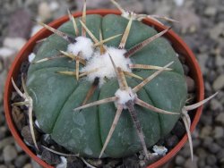 Echinocactus horizonthalonius Tula, Tam. pot 5,5 cm
