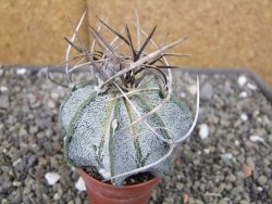 Astrophytum niveum pot 5,5 cm