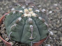 Gymnocalycium vatteri unguispinum, pot 5,5 cm - 12410354