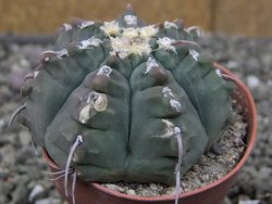 Gymnocalycium vatteri unguispinum, pot 5,5 cm - 12410355