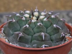 Gymnocalycium vatteri unguispinum, pot 5,5 cm - 12410358