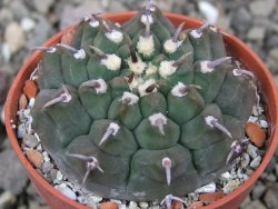 Gymnocalycium vatteri unguispinum, pot 5,5 cm - 12410359