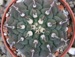 Gymnocalycium vatteri unguispinum, pot 5,5 cm - 12410360