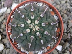 Gymnocalycium vatteri unguispinum, pot 5,5 cm - 12410361