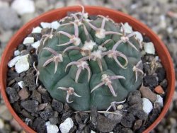 Gymnocalycium vatteri unguispinum, pot 5,5 cm