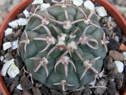 Gymnocalycium vatteri unguispinum, pot 5,5 cm - 12410364