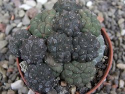 Puna bonniae inermis, pot 5,5 cm