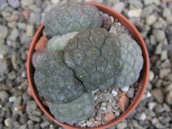 Puna bonniae inermis, pot 5,5 cm - 12410376